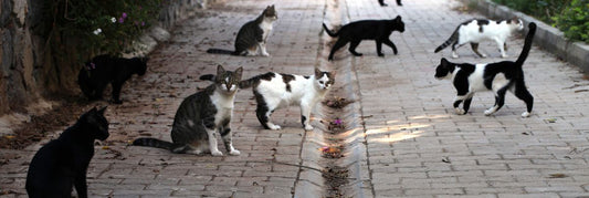 A Humane Solution for Strays: The Far-reaching Benefits of the Trap-Neuter-Return Initiative